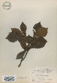 Quercus mongolica var. crispula image