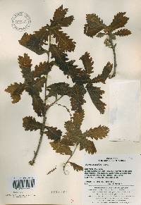 Quercus mongolica var. crispula image