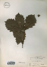 Quercus mongolica image