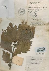 Quercus mongolica var. crispula image