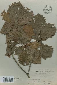 Quercus mongolica var. crispula image