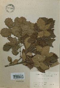 Quercus mongolica var. crispula image