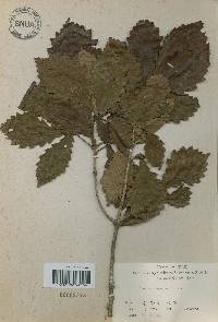 Quercus mongolica var. crispula image