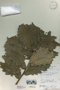 Quercus mongolica var. crispula image