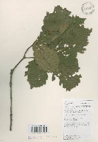 Quercus mongolica var. crispula image