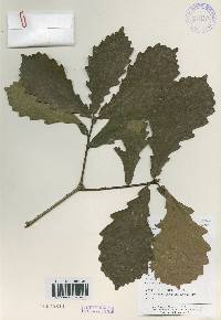 Quercus mongolica var. crispula image