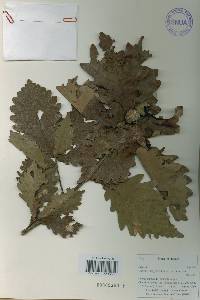 Quercus mongolica var. crispula image