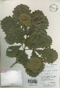 Quercus mongolica var. crispula image