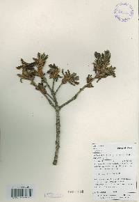 Quercus mongolica var. crispula image