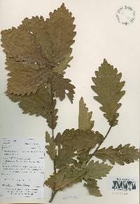 Quercus mongolica var. crispula image