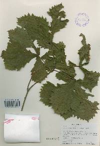 Quercus mongolica var. crispula image