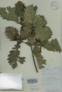 Quercus mongolica var. crispula image