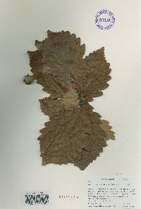 Quercus mongolica var. crispula image