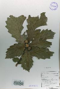 Quercus mongolica var. crispula image