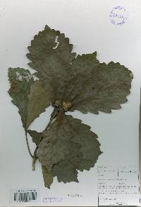 Quercus mongolica var. crispula image