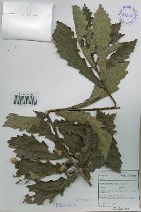 Quercus mongolica var. crispula image