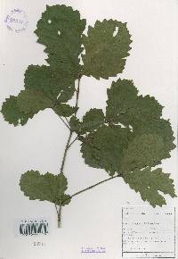 Quercus mongolica var. crispula image