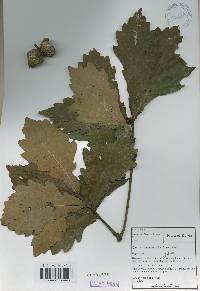 Quercus mongolica var. crispula image
