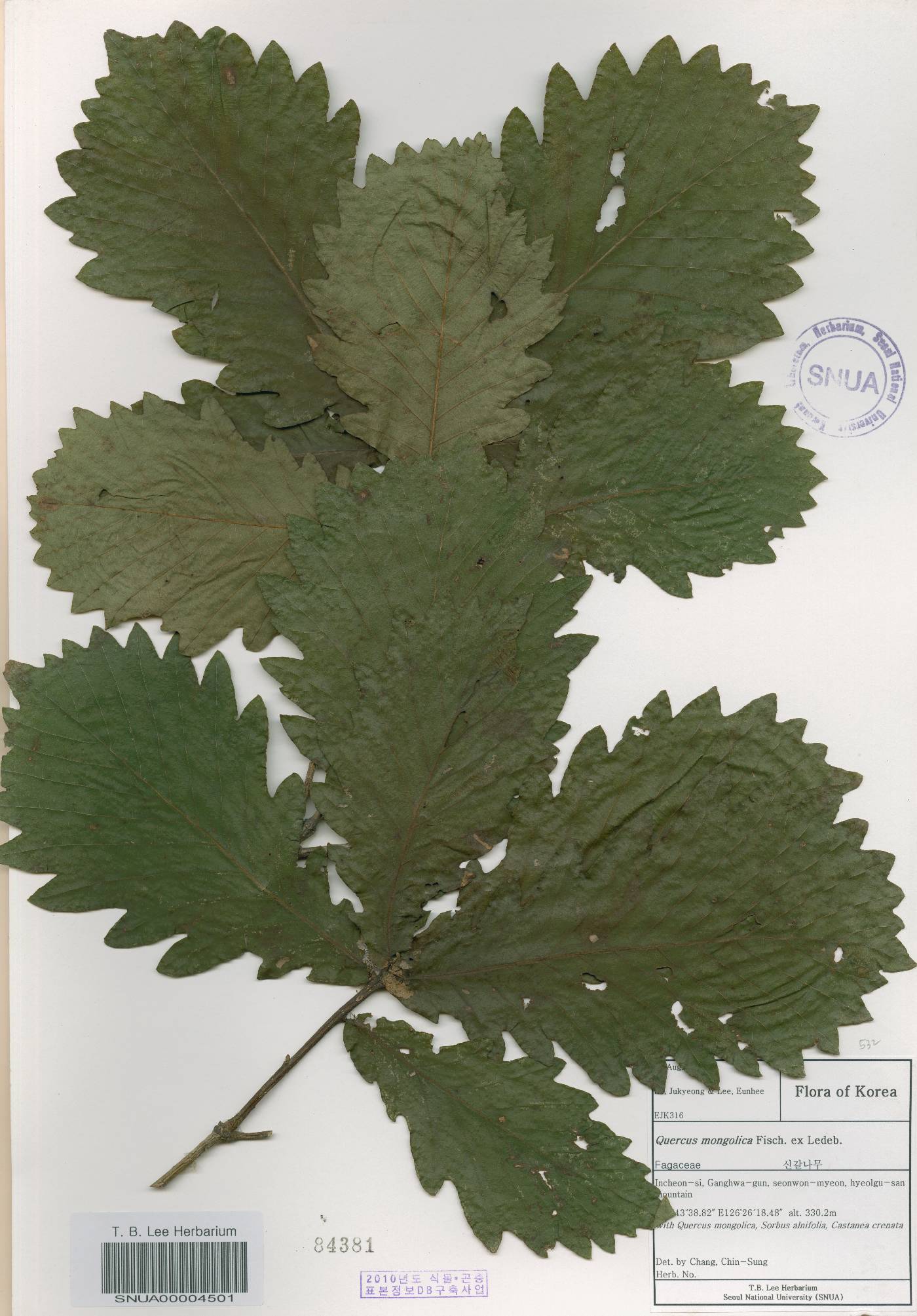 Quercus mongolica var. crispula image