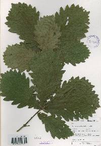 Quercus mongolica var. crispula image