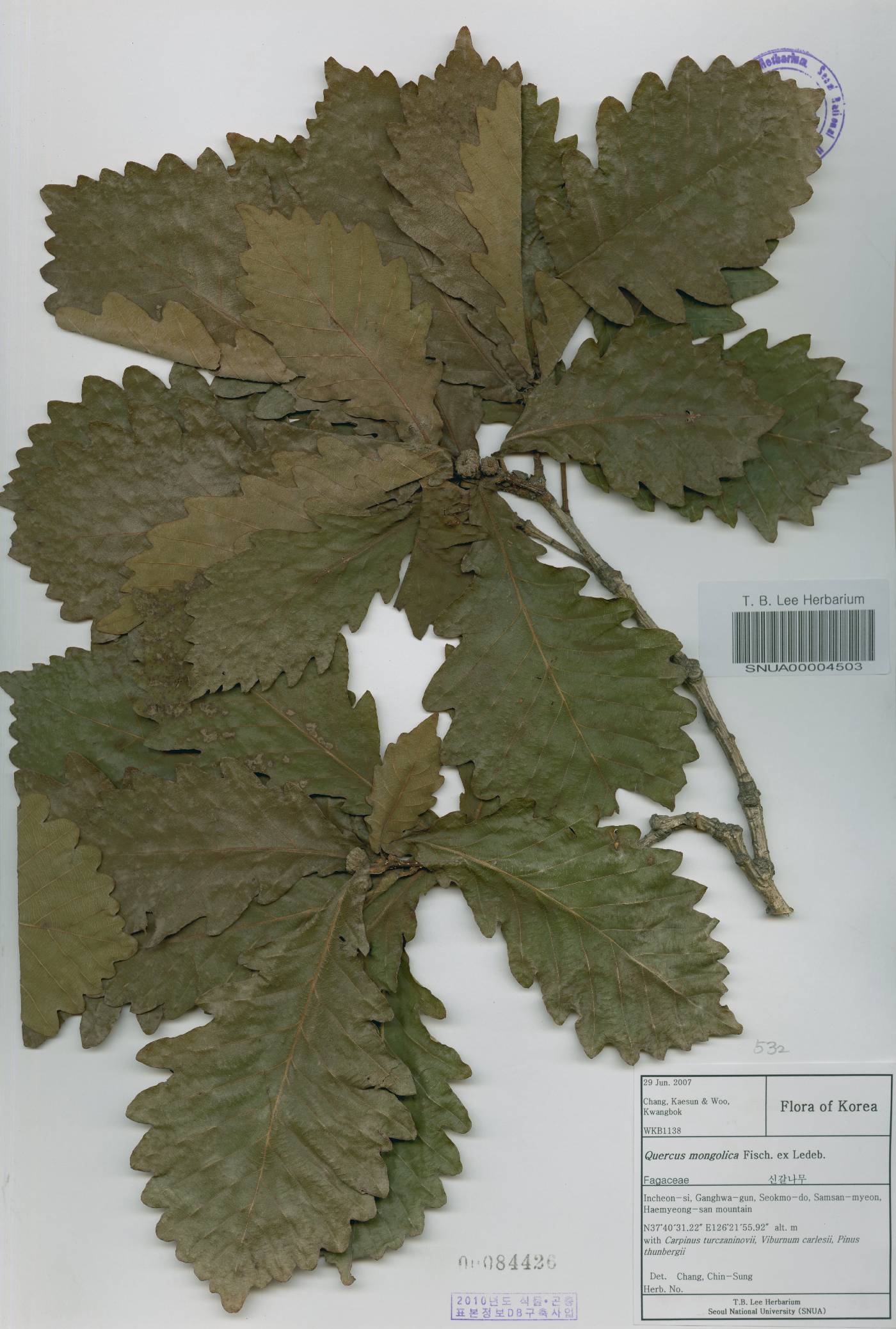 Quercus mongolica var. crispula image