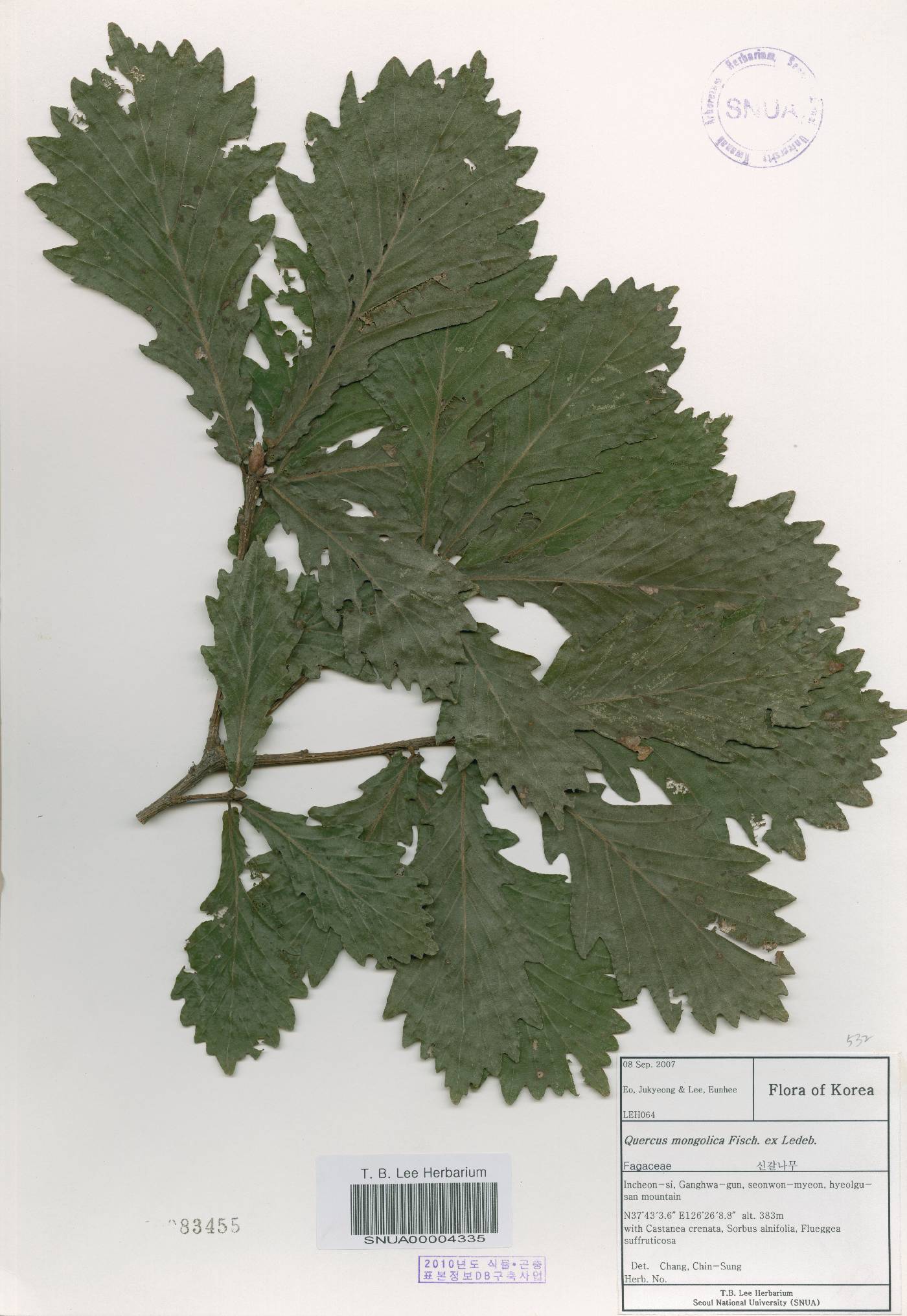 Quercus mongolica var. crispula image