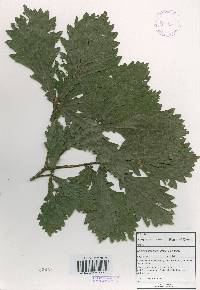 Quercus mongolica var. crispula image