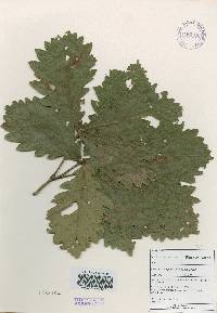 Quercus mongolica var. crispula image