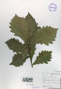 Quercus mongolica var. crispula image