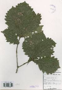 Quercus mongolica var. crispula image