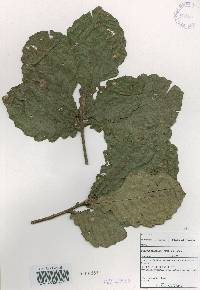 Quercus mongolica var. crispula image