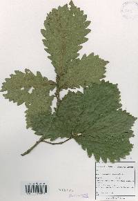 Quercus mongolica var. crispula image