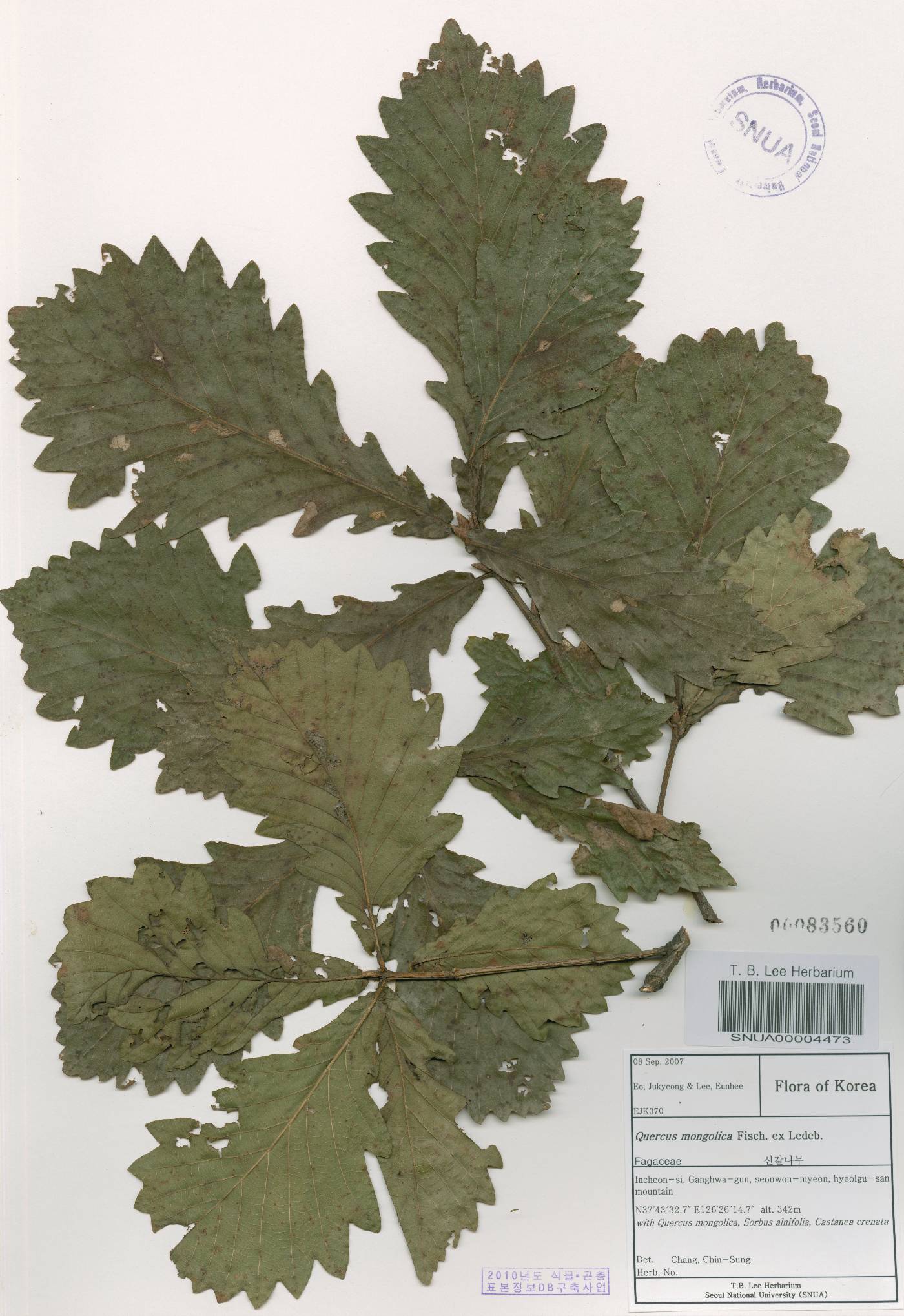 Quercus mongolica var. crispula image