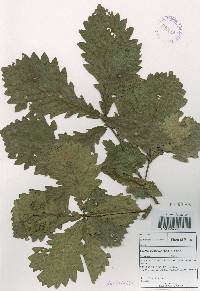 Quercus mongolica var. crispula image