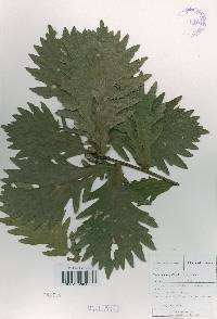 Quercus mongolica var. crispula image