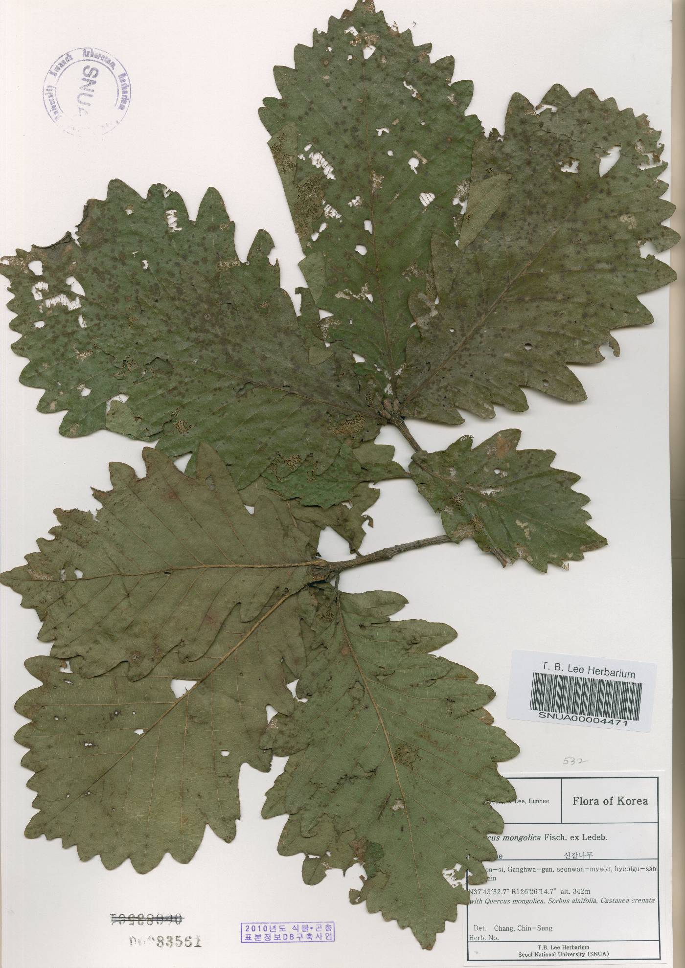 Quercus mongolica var. crispula image