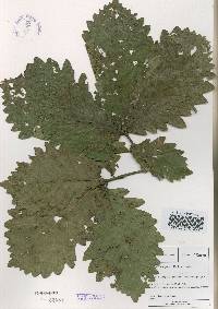 Quercus mongolica var. crispula image