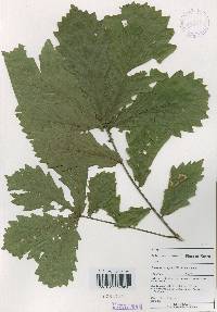 Quercus mongolica var. crispula image