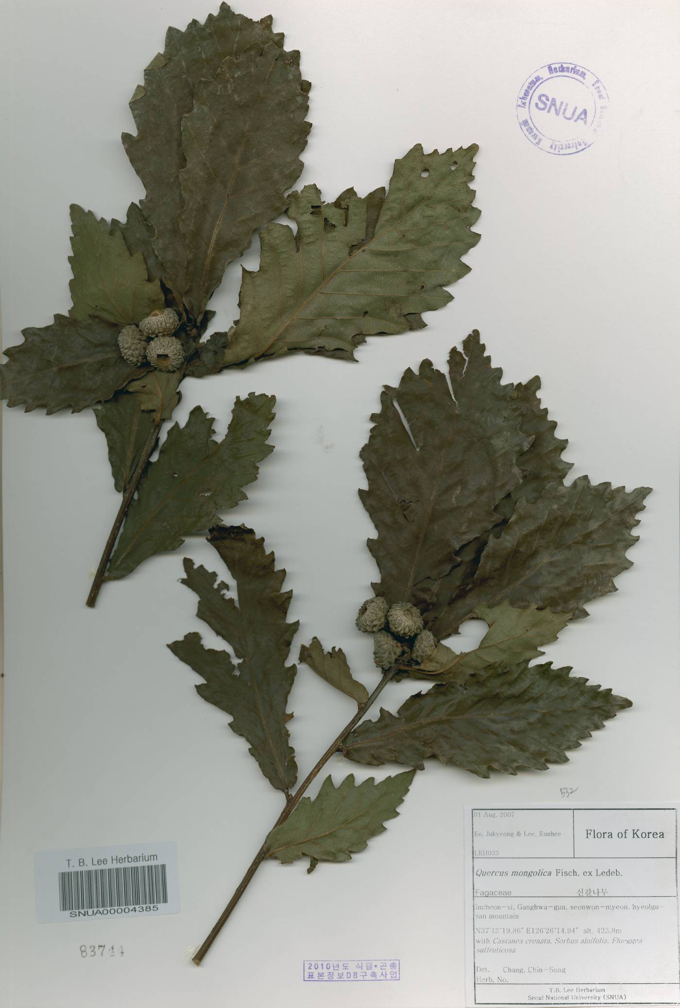 Quercus mongolica var. crispula image