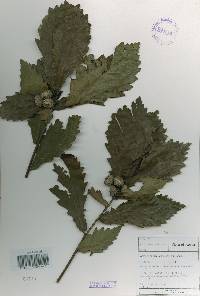 Quercus mongolica var. crispula image