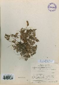 Aruncus sylvester image