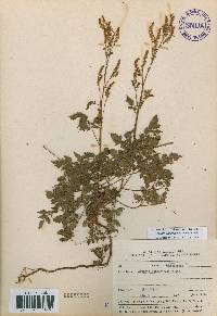 Aruncus sylvester image