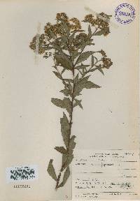 Spiraea miyabei image