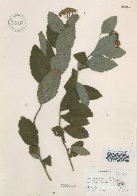 Spiraea miyabei image