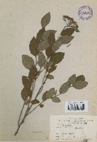 Spiraea miyabei image