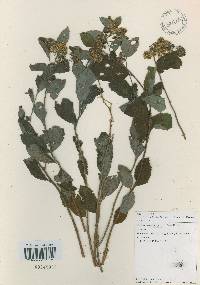 Spiraea miyabei image