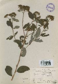 Spiraea miyabei image