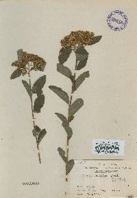 Spiraea miyabei image