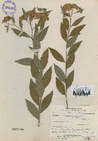 Spiraea miyabei image