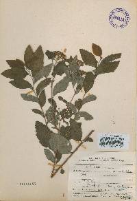 Spiraea miyabei image